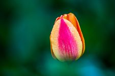 Tulip Royalty Free Stock Photo Tulip Royalty Free Stock Photo