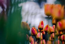 Tulip Stock Image Tulip Stock Image