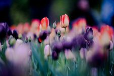 Tulip Royalty Free Stock Photo Tulip Royalty Free Stock Photo