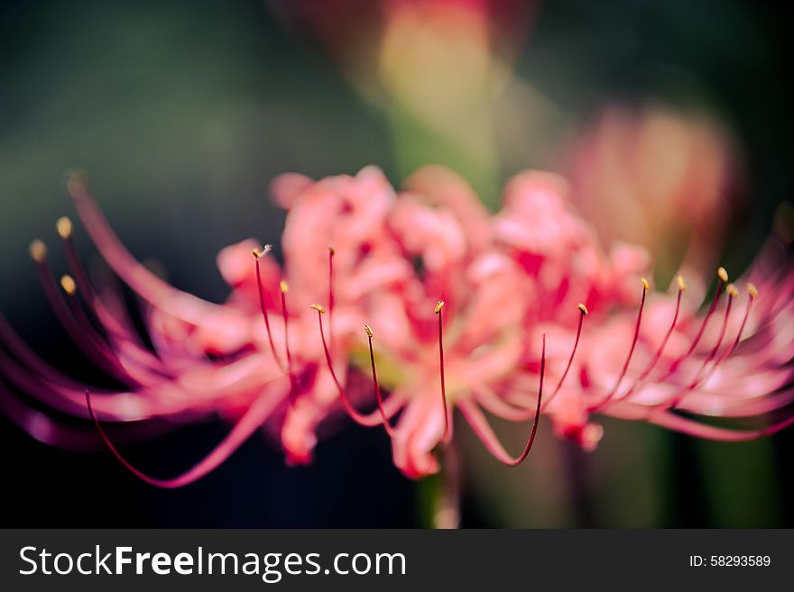 Safflower lycoris radiata