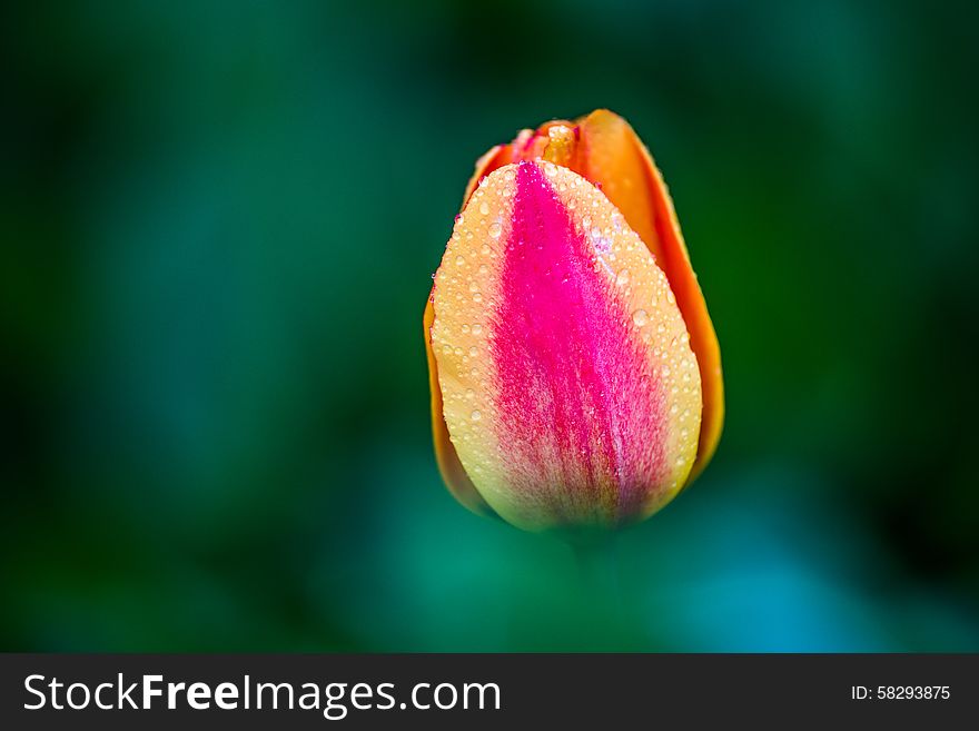 Tulip