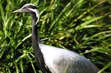 Great Blue Heron Royalty Free Stock Photo