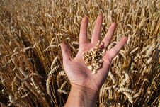 Grain Field And Hand Stock Photo Grain Field And Hand Stock Photo