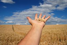 Grain Field And Hand Royalty Free Stock Photography Grain Field And Hand Royalty Free Stock Photography