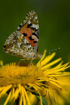 Red Admiral Butterfly Royalty Free Stock Photography