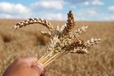 Grain Field And Hand Royalty Free Stock Photography Grain Field And Hand Royalty Free Stock Photography