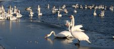 Swans On The River Royalty Free Stock Image
