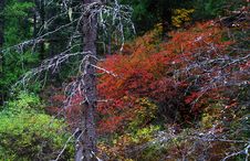 Fall Forest Royalty Free Stock Photo Fall Forest Royalty Free Stock Photo