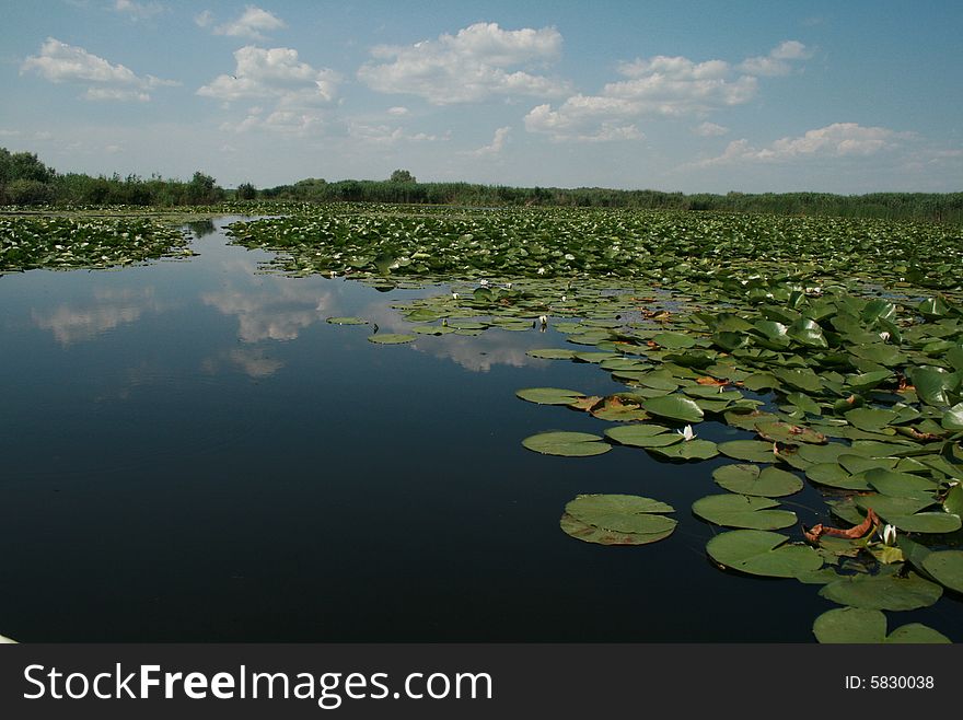 A big lake full of vegetation