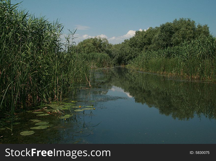 A big lake full of vegetation