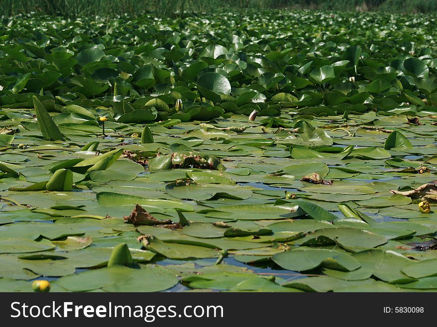 A big lake full of vegetation