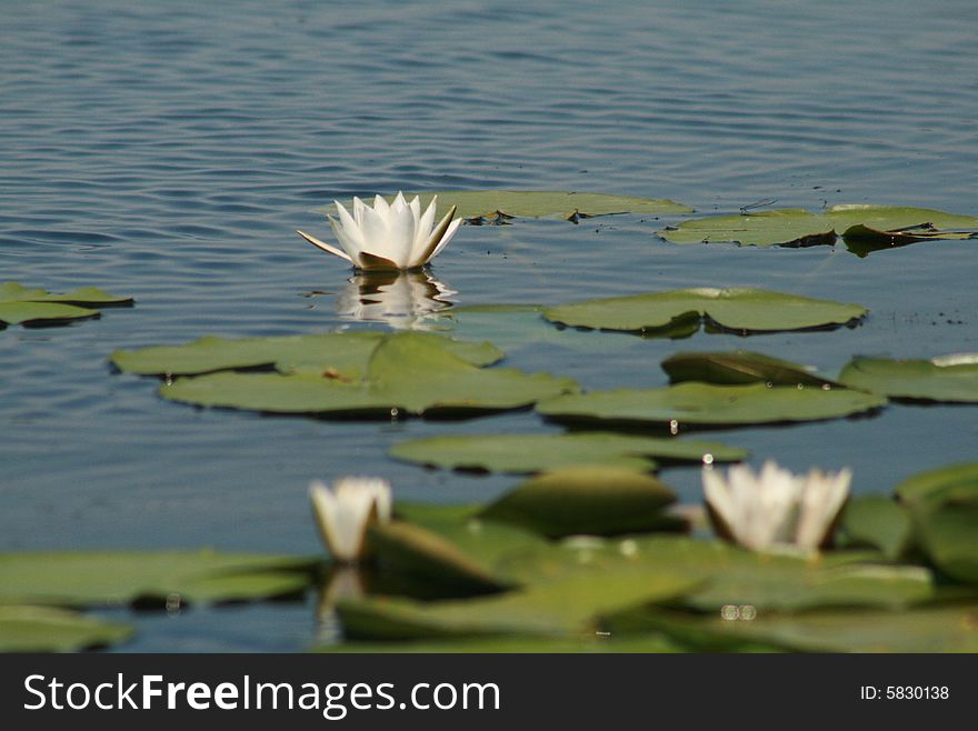 A nice and white water lily