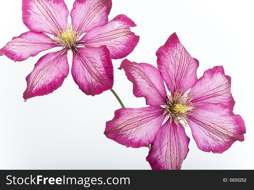 Pinkflowers Isolated On White