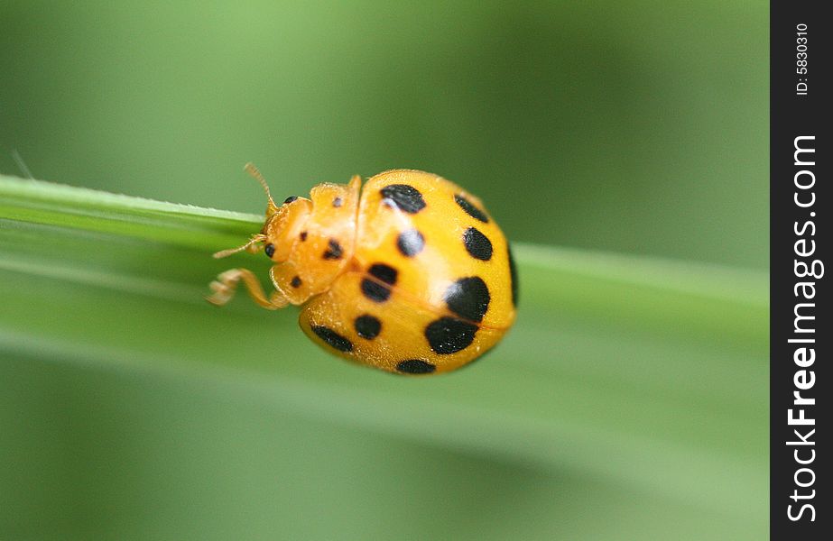 Photo of a yellow and black ladybug on a blade of grass.