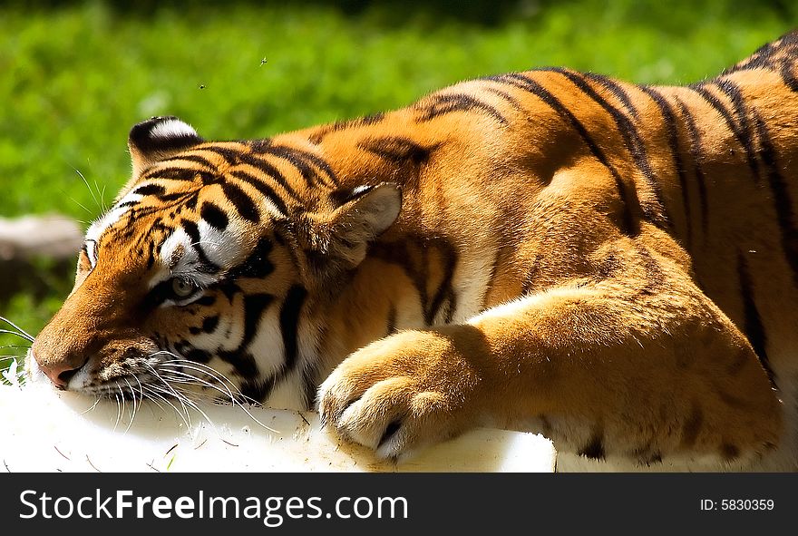 Tiger playing with a floating board. Tiger playing with a floating board