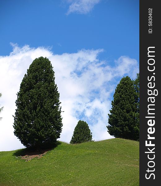 Good image of aome trees in a mountain fall. Good image of aome trees in a mountain fall