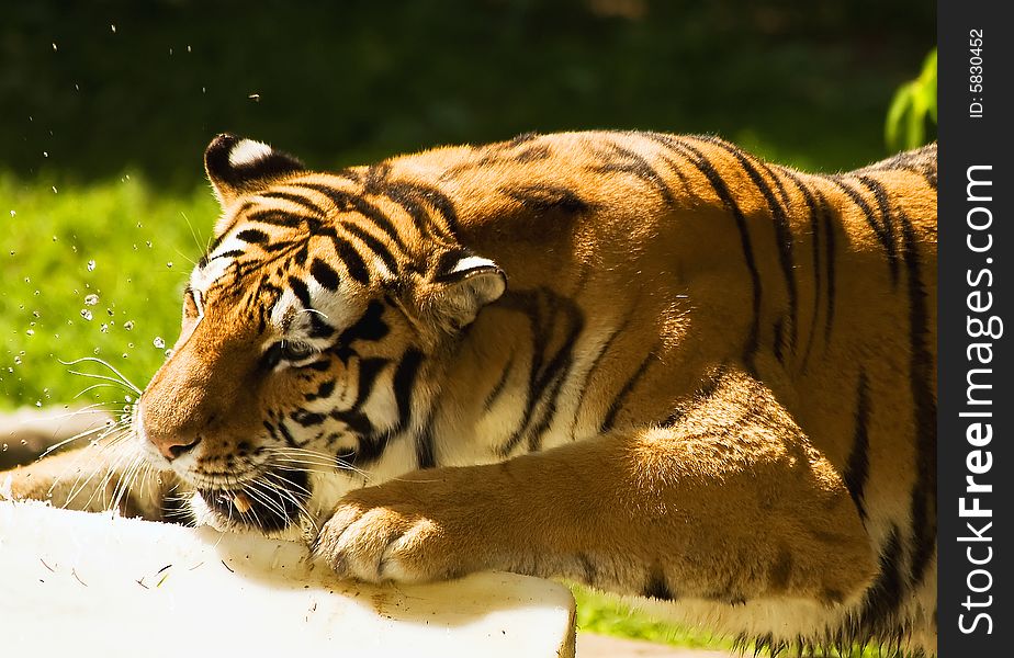 Adult, male tiger playing with a floating board. Adult, male tiger playing with a floating board