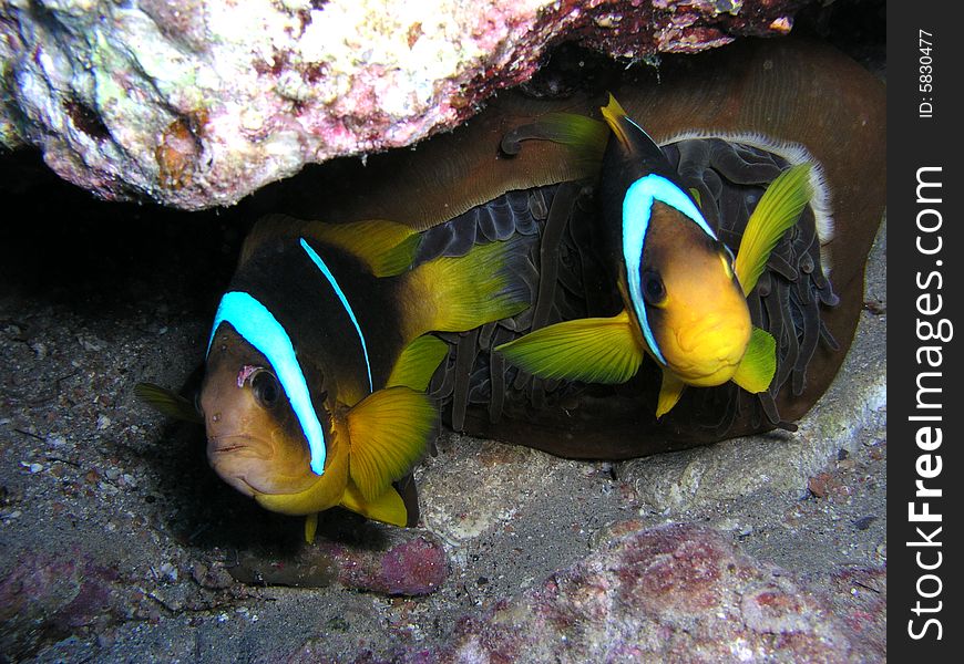 Two small fishes under a rock. Underwater shooting in the sea.