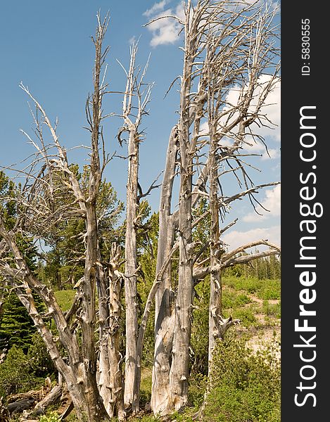 Dry withered trees - High Sierra, California