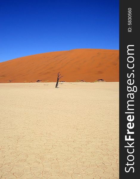 Dead acacia trees at Dead Vlei, Namib desert