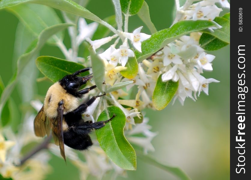 Bumble-bee Pollinates Flowers