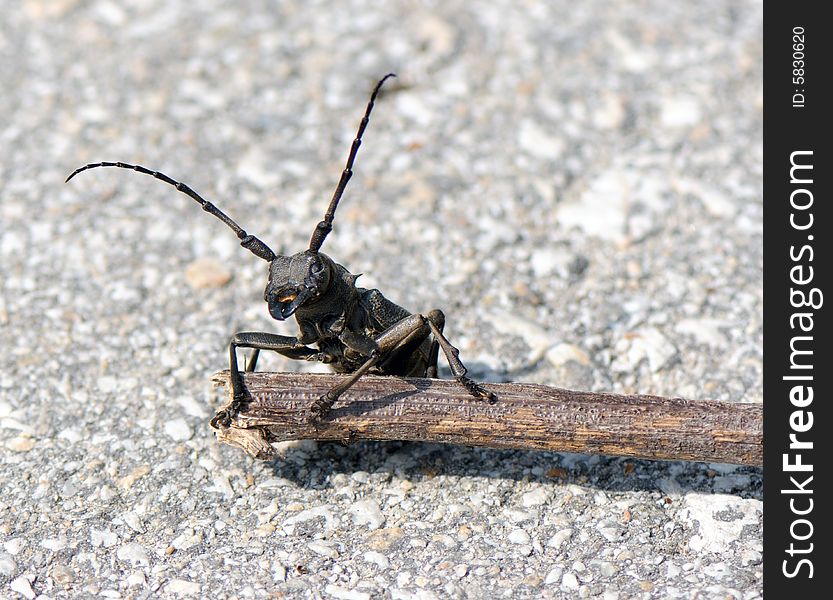 Grey beetle (capricorn beetle) with lengthy feelers clambers through a stick. Grey beetle (capricorn beetle) with lengthy feelers clambers through a stick