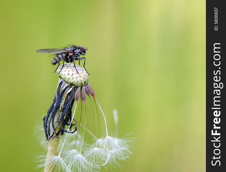 A shaggy fly sits on an almost bald dandelion. A shaggy fly sits on an almost bald dandelion