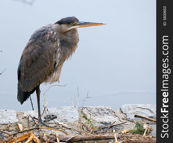 Heron stands on one leg at ashore reservoir and looks out a booty for dinner. Heron stands on one leg at ashore reservoir and looks out a booty for dinner
