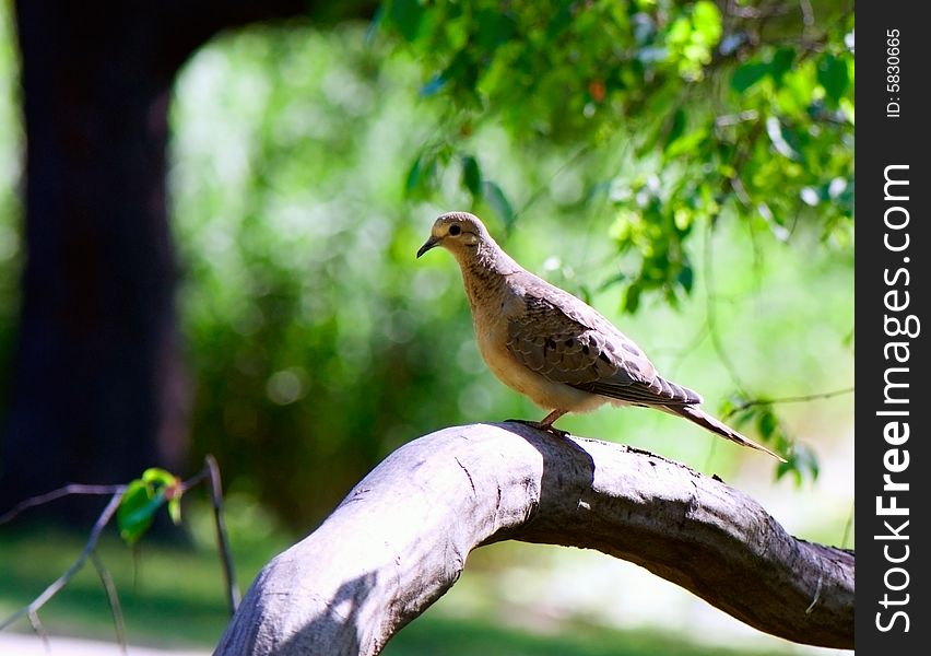 Eared Dove Siting On Stump