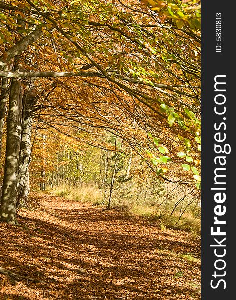 A secluded forest path in lovely orange and yellow autumn colors. A secluded forest path in lovely orange and yellow autumn colors.