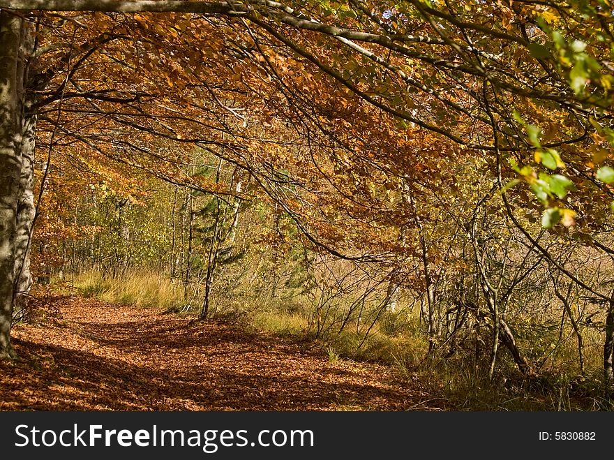 A secluded forest path in lovely orange and yellow autumn colors. Horizontal crop. A secluded forest path in lovely orange and yellow autumn colors. Horizontal crop.