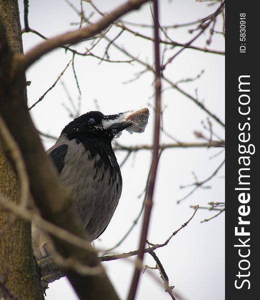 Crow with fish's by head in the park. Crow with fish's by head in the park