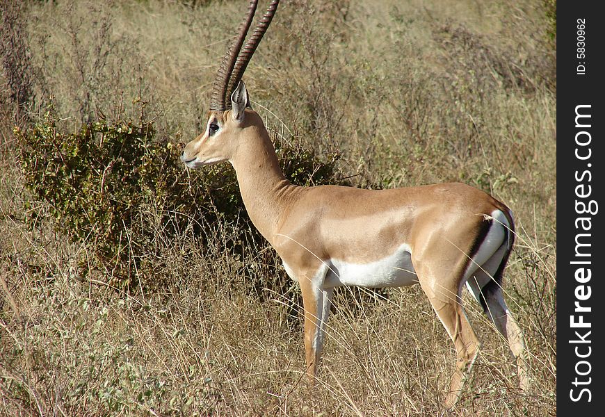 Antelope Impala in savanna. Tsavo National Park - Kenya