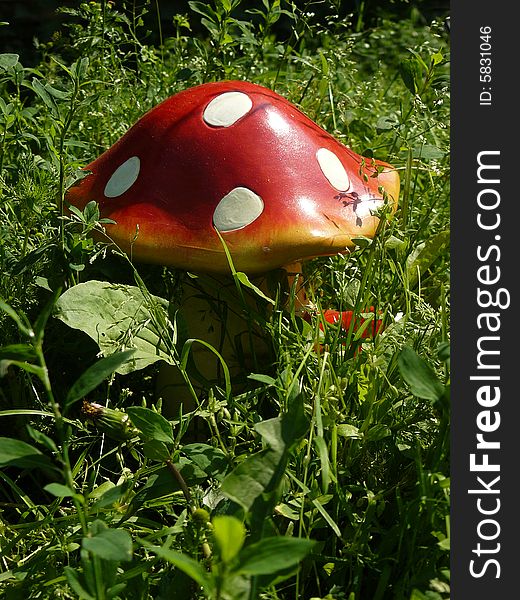 Mushroom In Herb