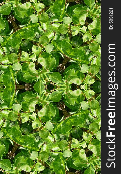 A seamless tile pattern background, made from green leaves. A seamless tile pattern background, made from green leaves.