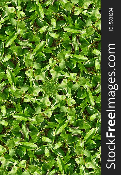 A seamless tile pattern background, made from green leaves. A seamless tile pattern background, made from green leaves.