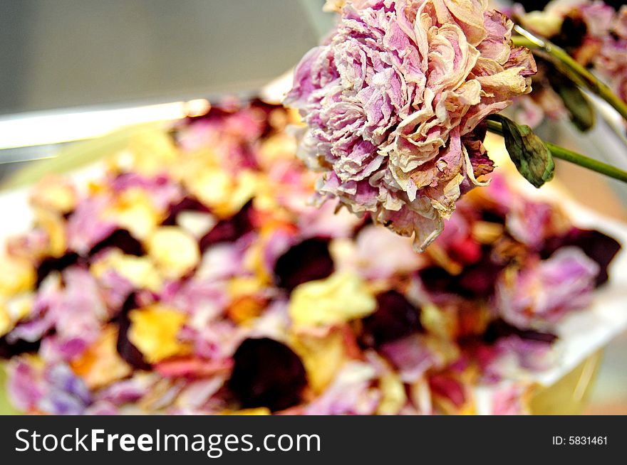 A pink dying rose with a dry rose petals