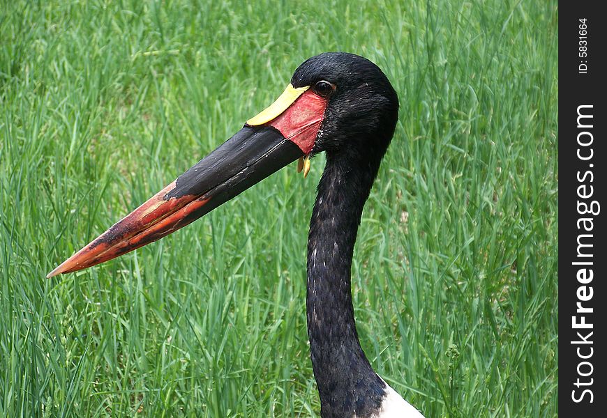 A very big beak for a rather small fellow. A very big beak for a rather small fellow