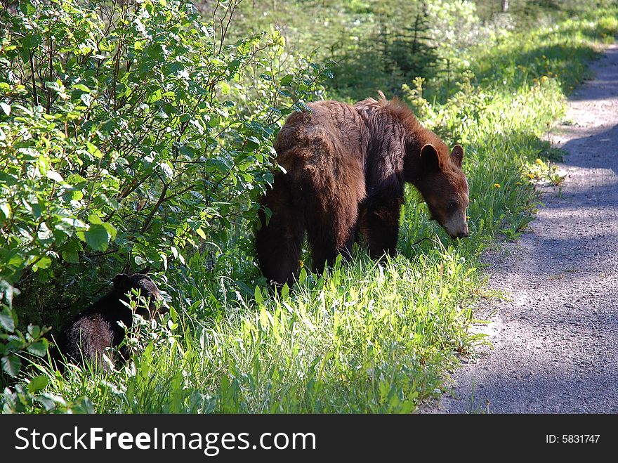 A female bear and a baby bear are eating plants along a local road in waterton national park, alberta, canada. A female bear and a baby bear are eating plants along a local road in waterton national park, alberta, canada
