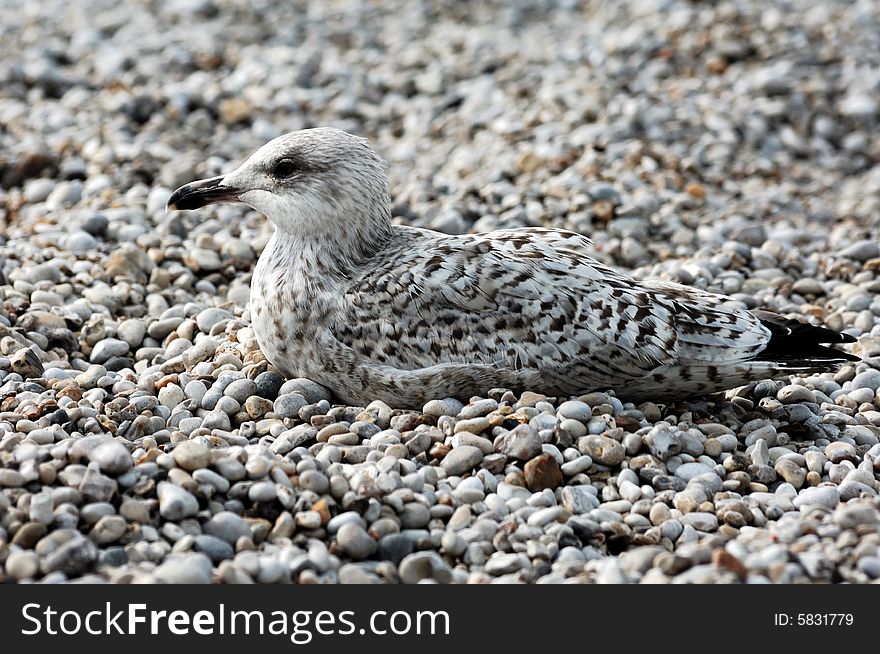 France Normandie: seagull on pebbles; grey feathers and white and grey ground