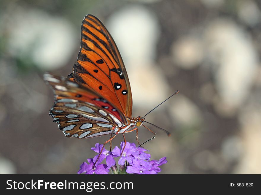 Butterfly on a purple flower.