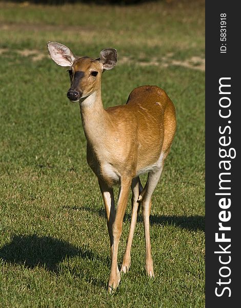 White-tailed doe deer standing in a grassy field.