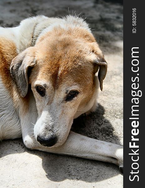 White dog with brown spots. White dog with brown spots