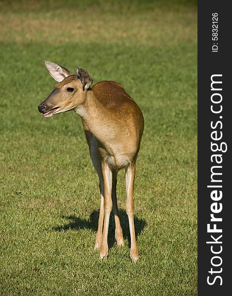 White-tailed doe deer standing in a grassy field. White-tailed doe deer standing in a grassy field.