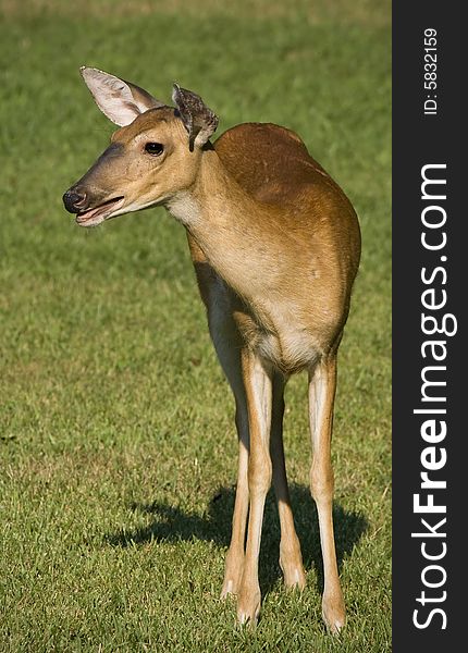 White-tailed doe deer standing in a grassy field. White-tailed doe deer standing in a grassy field.