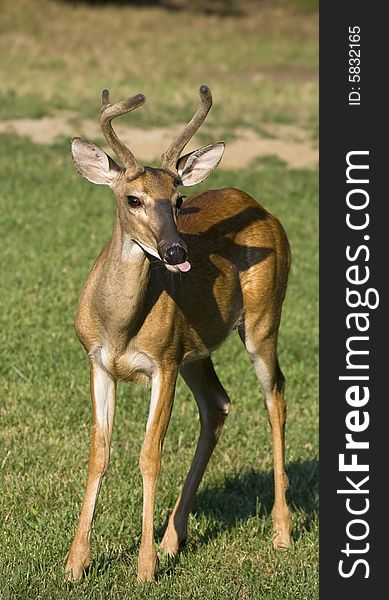 White-tailed buck deer standing in a grassy field. White-tailed buck deer standing in a grassy field.