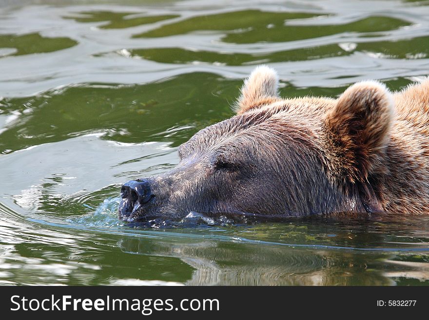 Photograph of a swimming european Brown Bear. Photograph of a swimming european Brown Bear