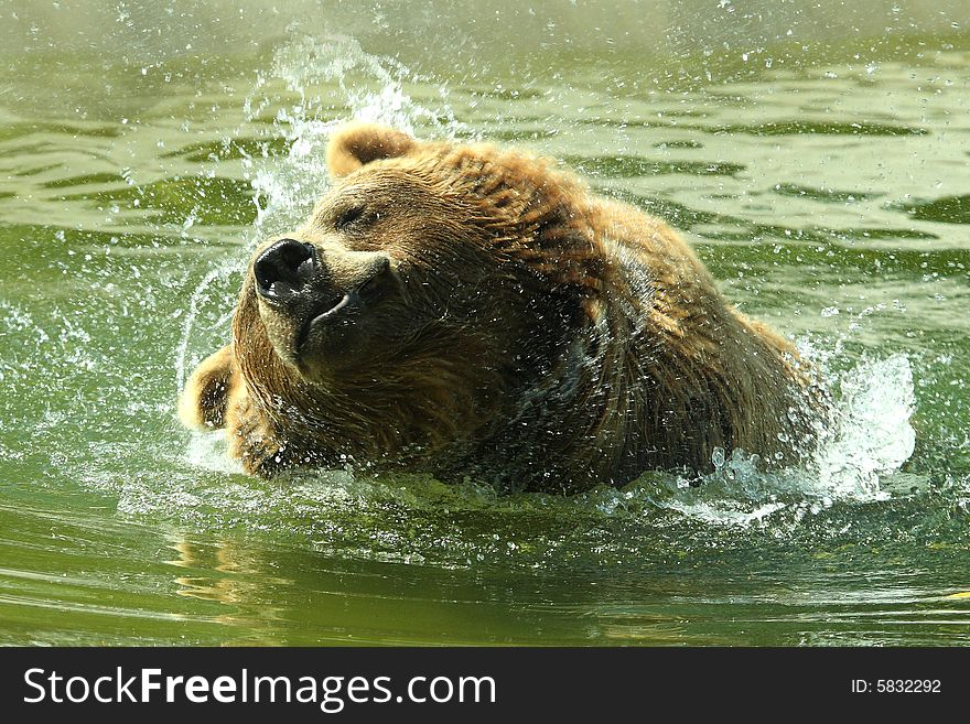 Photograph of a swimming european Brown Bear. Photograph of a swimming european Brown Bear