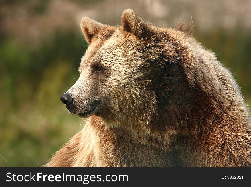 Photograph of a european brown bear. Photograph of a european brown bear