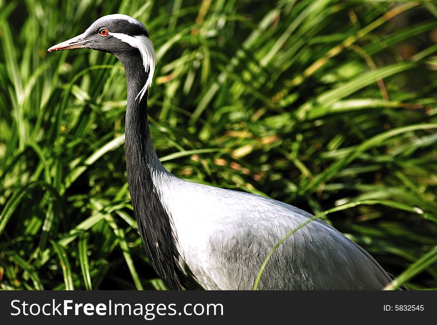 Green grass and a great blue heron